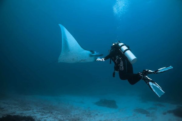 Quels sont les meilleurs spots pour une plongée avec les raies manta aux Maldives ?